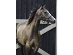 Adopt Keegan (Insolvent '19) a Bay Thoroughbred horse in Nicholasville
