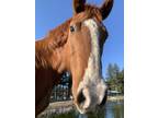 Adopt Doty a Chestnut/Sorrel Quarterhorse horse in Jacksonville, OR (30872391)