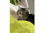 Adopt Triscuit a Maine Coon