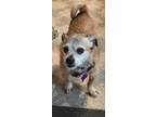 Adopt Brewster - (Pending Adoption) a Norwich Terrier