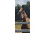 15.3 Gorgeous Well Bred 2 Year Old Gelding