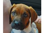 Adopt Yomi a Jindo / Mastiff / Mixed dog in San Ramon, CA (35707972)
