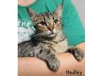 Adopt Hadley a Domestic Shorthair / Mixed (short coat) cat in El Dorado