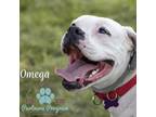 Adopt Omega a White - with Tan, Yellow or Fawn Boxer / Mixed dog in Union City