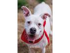Adopt Organic a White Boxer / Mixed dog in McKinney, TX (35700662)