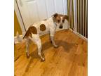 Adopt Bradley a White - with Brown or Chocolate Beagle / Cattle Dog / Mixed dog