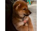 Shiba Inu Puppy for sale in Wittmann, AZ, USA