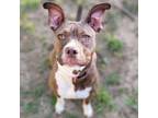 Adopt Tink a Pit Bull Terrier