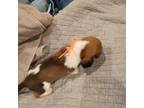 Basset Hound Puppy for sale in Tacoma, WA, USA