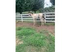 Classic Blue Roan Tobiano Twh Weanling Stud Colt
