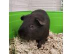 Adopt Schnitzel a Black Guinea Pig / Mixed small animal in Hilliard