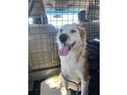 Adopt Luka a White Great Pyrenees / Mixed dog in Nogales, AZ (35734673)