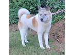 Adopt Grace a White - with Red, Golden, Orange or Chestnut Akita / Mixed dog in