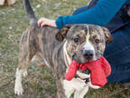 Adopt ICHIGO a Brindle - with White Plott Hound / Mixed dog in Atlanta