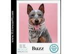 Adopt Buzz 082722 a Gray/Blue/Silver/Salt & Pepper Australian Cattle Dog / Blue