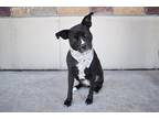 Adopt Sooty a Black - with White American Staffordshire Terrier / Boxer dog in