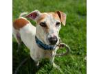 Adopt E.T. a White - with Tan, Yellow or Fawn Jack Russell Terrier / Mixed dog