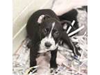 Adopt Zap! a Black Australian Cattle Dog / Mixed dog in Atlanta, GA (35735483)
