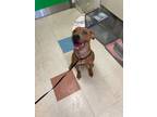 Adopt Anastasia a Pit Bull Terrier, Mixed Breed