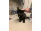 Adopt Laptop a All Black Domestic Shorthair / Mixed cat in Wichita