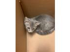 Adopt Lampshade a Domestic Shorthair / Mixed cat in Wichita, KS (35753982)