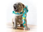 Adopt Marina a Gray/Blue/Silver/Salt & Pepper American Staffordshire Terrier /