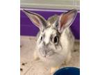 Adopt Honey Bunny a American / Mixed rabbit in Topeka, KS (35754245)