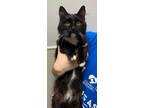 Adopt Beastie a Domestic Mediumhair / Mixed cat in Topeka, KS (35754236)