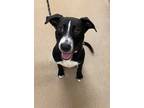 Adopt Platinum a Pit Bull Terrier / German Shorthaired Pointer / Mixed dog in