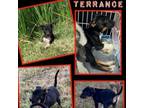 Adopt Terrence a Australian Cattle Dog / Blue Heeler, Border Collie