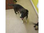 Adopt Amaro a Catahoula Leopard Dog / Mixed dog in York, SC (35753263)