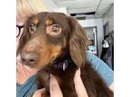 Adopt Milo a Dachshund