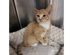 Adopt Soiree a Orange or Red Domestic Shorthair / Mixed cat in Las Vegas