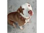 Adopt Princess a American Pit Bull Terrier / Mixed dog in Tool, TX (35752708)