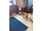 Adopt Lilac a Labrador Retriever / Mixed dog in Fort Riley, KS (35752608)