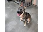 Adopt Zuko a German Shepherd Dog / Husky / Mixed dog in California City