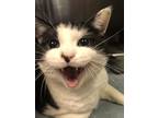 Adopt Snoopy a Domestic Shorthair cat in Roanoke, VA (35752256)