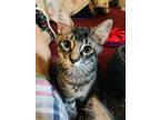 Adopt Sir Zorro a Gray, Blue or Silver Tabby Domestic Shorthair / Mixed (short