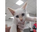 Adopt Crackerjack a White Domestic Shorthair / Mixed cat in Jacksonville