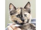 Adopt Sirena a Tortoiseshell Domestic Mediumhair / Mixed cat in Middletown