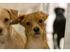 Adopt Bella a Rat Terrier / Mixed dog in Houston, TX (35751225)
