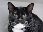 Adopt WILLY a Black & White or Tuxedo Domestic Mediumhair / Mixed (medium coat)