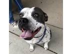 Adopt Stella a Gray/Silver/Salt & Pepper - with Black American Pit Bull Terrier