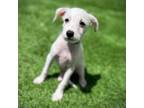 Adopt Pickles 22-07-172 a White - with Tan, Yellow or Fawn Jack Russell Terrier