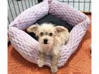 Adopt Pineapple a White - with Tan, Yellow or Fawn Terrier (Unknown Type