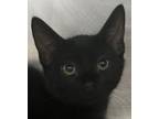 Adopt Ninja a Domestic Shorthair / Mixed cat in Napa, CA (35750389)