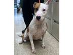 Adopt Missy a Bull Terrier, Mixed Breed