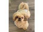 Adopt Groot a Shih Tzu