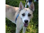Adopt Stormy a Tan/Yellow/Fawn Husky / Mixed dog in Urbana, IL (35750220)