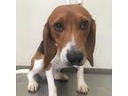 Adopt Spot a Brown/Chocolate Beagle / Mixed dog in Lynchburg, VA (35750026)